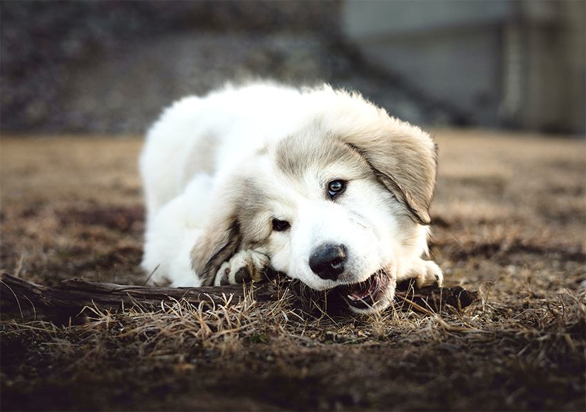 are-antlers-good-for-puppies-pet-expertise