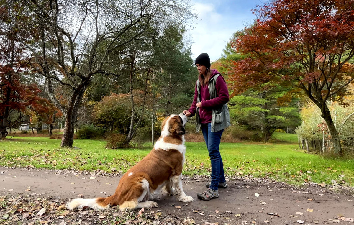 Dog Recall Tutorial Dog Recall Secret That Makes Your Dog Come, EVERY