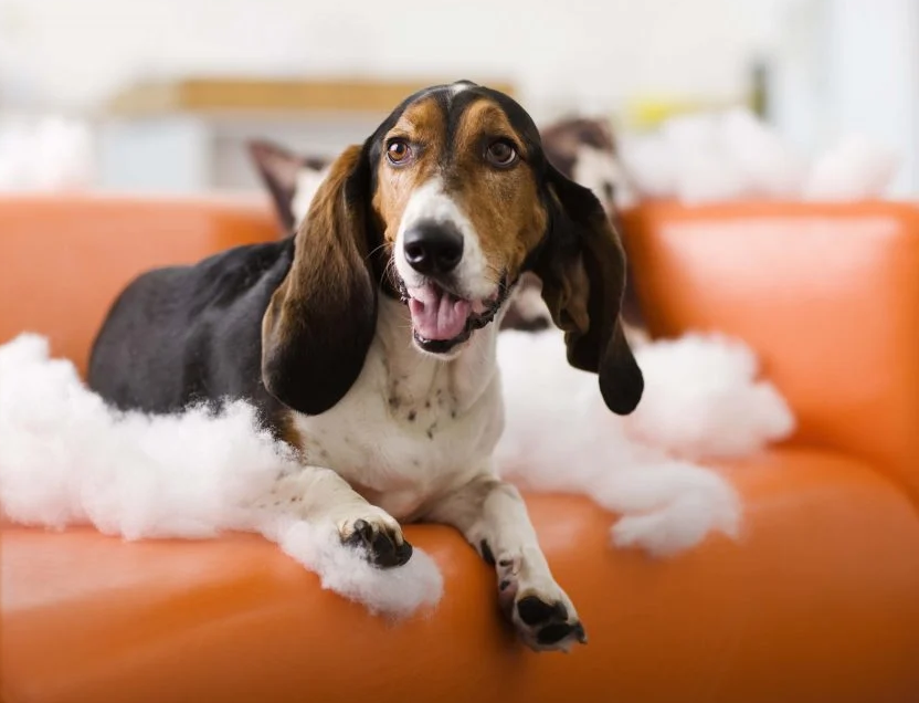 3 Simple Tips To Stop Destructive Chewing for Good Pet Expertise