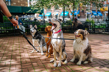 Dogs on leash in the Park