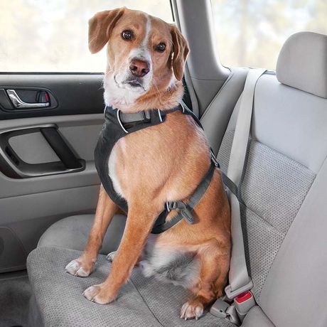 Seatbelt Harnesses & Car Safety