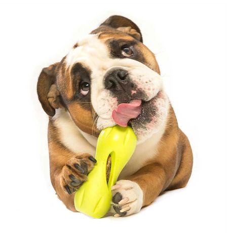 Toys and Treat Puzzles for Dogs in Oxford, MI