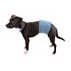 Dog House Training Aids