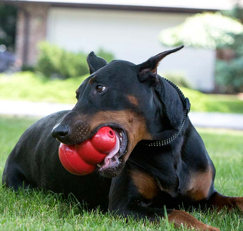 dog biting toy sitting on grass