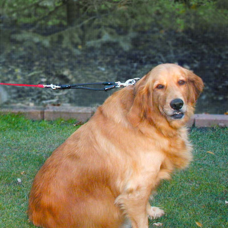 Bungee Leash Shock Absorber In Action