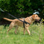 Freedom Harness on a walking dog