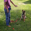 Long Leash Dog Lead Line In Action