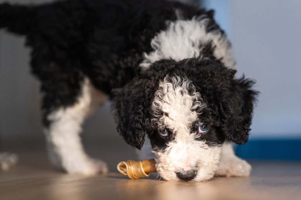 When Is The Best Time of Day To Feed Your Dog? - Best Bully Sticks