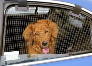 Ensuring Safety and Freedom: The Comprehensive Guide to Pet Window Guards