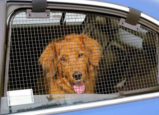 Dog car window outlet guard