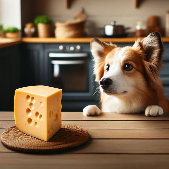 Can Dogs Eat Cheese? What to Know and What to Avoid