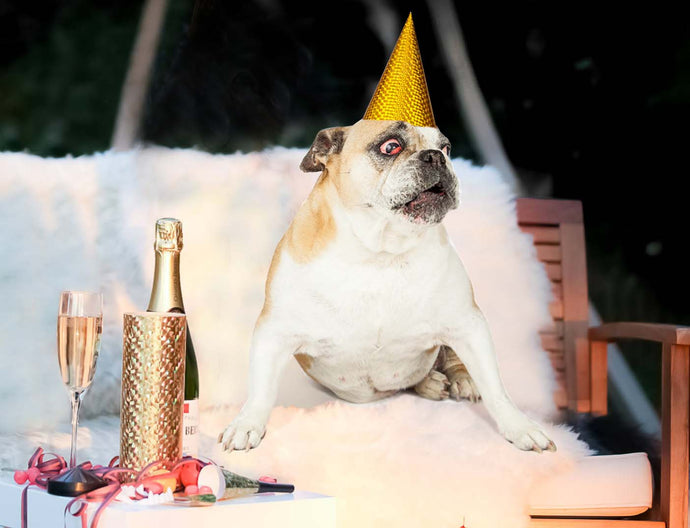 5 New Year's Eve Dog Safety Tips Your Dog Wishes You Knew