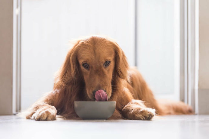 Can A Dog Eat A Whole Collagen Stick?