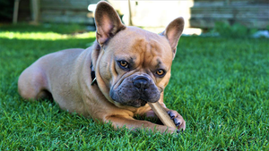 How Long Should You Let Your Dog Chew an Antler?