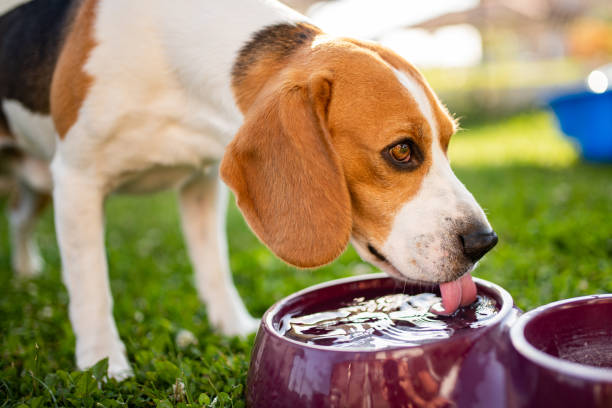 6 Must Know Tips For Keeping Your Dog Cool in The Summer