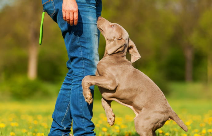 3 Simple Ways to Stop Your Dog from Jumping