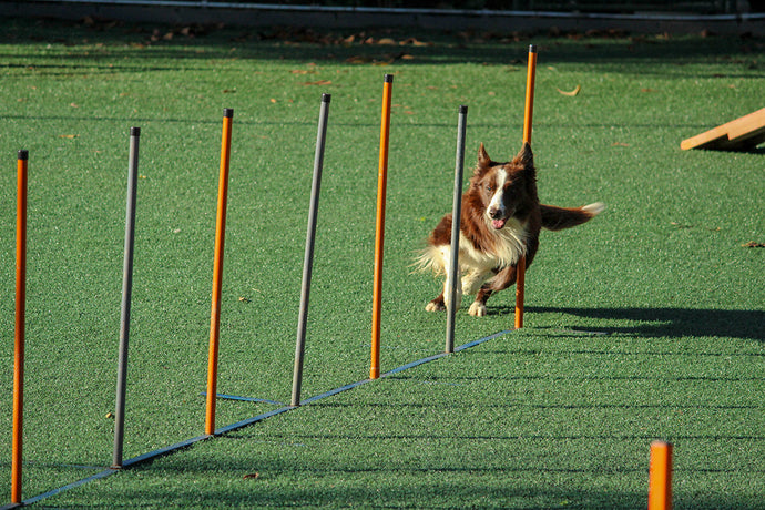 10 Common Dog Training Mistakes and What You Should Do Instead