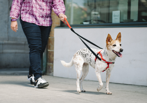Leash Training Your Dog Using a No-Pull Harness