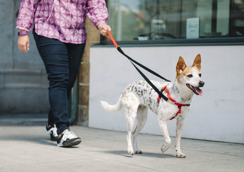 Training dog not hotsell to pull on leash