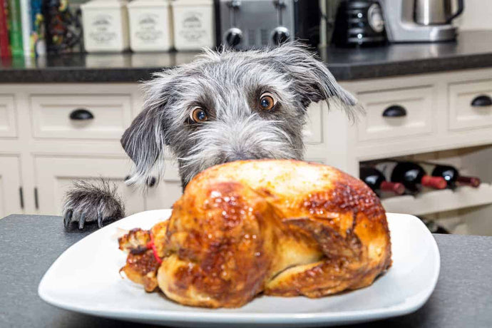 Safe Thanksgiving Treats for Your Dog: What Foods Can You Share?