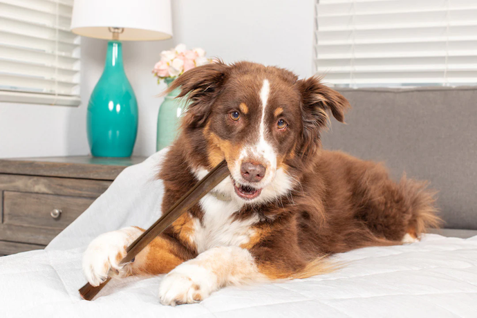 Are Collagen Sticks Easier to Digest Than Rawhide?
