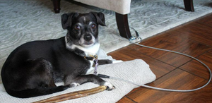 Indoor 2024 leash training