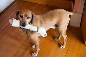 Can Collagen Chews Help Reduce Destructive Chewing in Puppies?