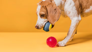 Choosing the Right Chew Toy for Your Dog's Personality