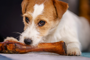 The Truth About Antlers: Are They Safe for Your Dog?