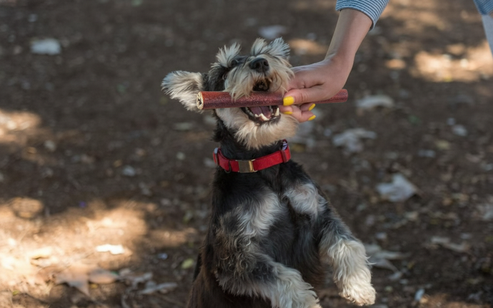 Why Are Collagen Sticks Good for My Dog’s Dental Health?