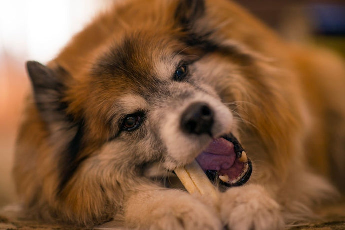 Are Collagen Chews Better Than Rawhide?
