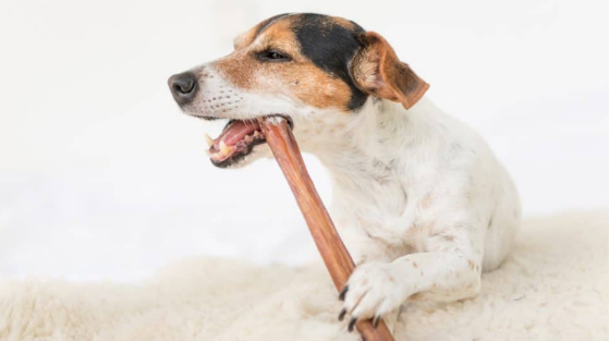 Are Collagen Chews Safe for Dogs?