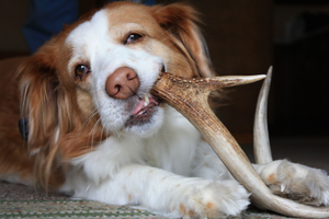 How to Introduce Antler Chews Safely to Your Dog