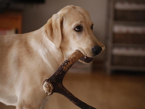 Are Antler Chews Safe for Puppies? What Every Owner Should Know