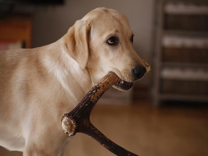 Are Antler Chews Safe for Puppies? What Every Owner Should Know