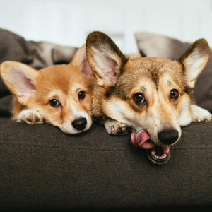 Can Puppies Safely Chew Collagen Sticks? A Vet‑Approved Guide for New Puppy Owners