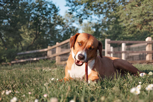 Collagen Sticks vs Bully Sticks: Which Is Better?