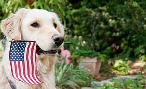 Discover 5 Effective Ways to Keep Your Dog Calm and Happy on Independence Day