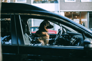 Do Dog Seatbelt Harnesses Keep Your Dog Safe in a Car?