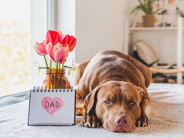 5 Fun Things To Do With Your Dog On Father's Day