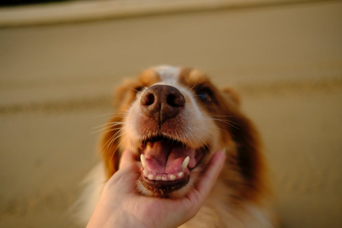 How Can I Get My Dog's Teeth Healthy Again?