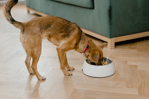 What Foods Are Bad for Your Dog's Teeth?