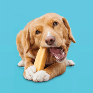 Dry Skin, Shedding, and Collagen: Solving Seasonal Skin Issues with Chews