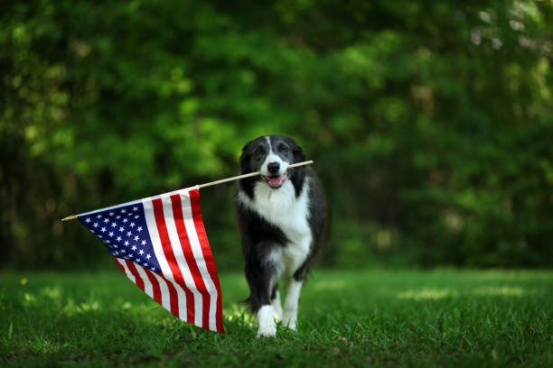 9 Things Every Dog Owner Must Know for Memorial Day