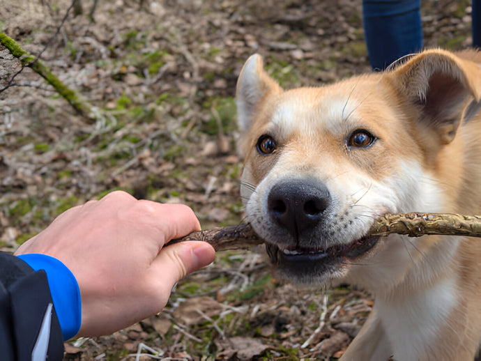 How to Choose the Best Chews for Dogs: Tips from Veterinarians