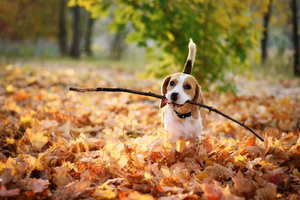 Navigating Outdoor Bliss: Understanding and Managing Puppy Chewing Sticks Outside