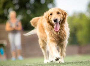 How To Teach The PERFECT Recall - Train Your Dog To Come On Demand