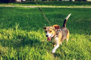 Leash Training A Puppy or Dog: How to Walk a Dog That Pulls