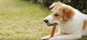 Can Puppies Safely Chew Collagen Sticks? A Vet‑Approved Guide for New Puppy Owners