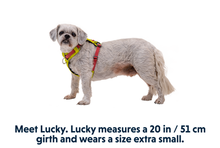 Hi & Light, Lightweight Adventure Dog Harness from Ruffwear
